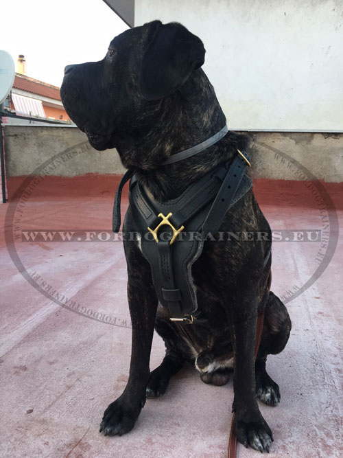 Cane Corso Leather Dog Harness
