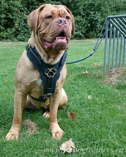 Padded Leather Harness for French Mastiff