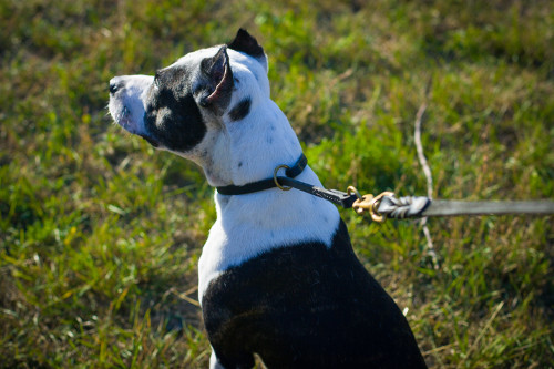 Strong Dog Choking Collar