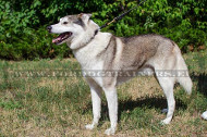 Choke collar for hunting dog Laika leather choke collar