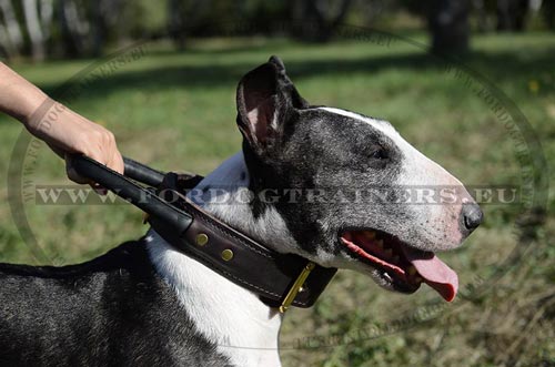 Dog Collar for Bull Terrier Protection Training