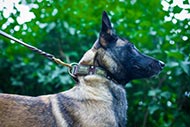 Malinois Collar with "Rusted" Brass Plates ☷ Malinois Collar with "Rusted" Brass Plates ☷