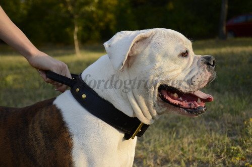 Dog
Collar 2 Ply Leather
