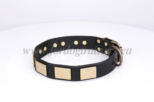 Plated Collar for Large Dog