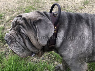 Collar de perro con la correa de cuero de la mano