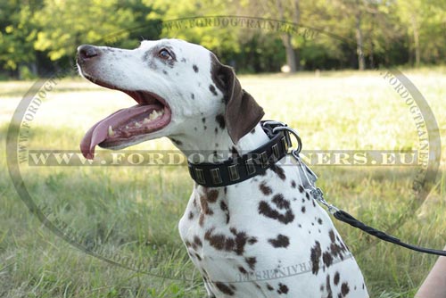 Dalmatian Leather Collar Classy