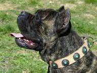 Tan Leather Dog Collar for Big Dog