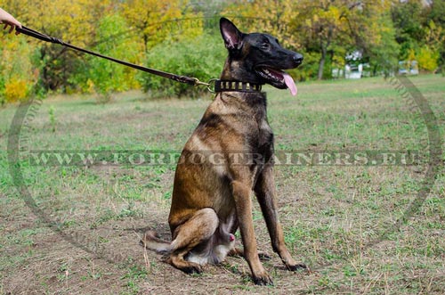 Malinois Multifunctional Dog Collar