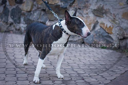 Comfy Studded Collar for Bull Terrier