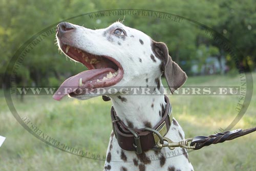 Soft Dog Collar for Dalmatian