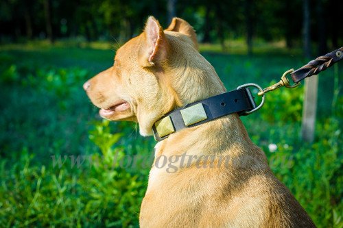 Plated Collar for Pitbull Walking