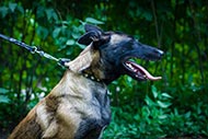 Belgian Malinois Studded Leather Collar