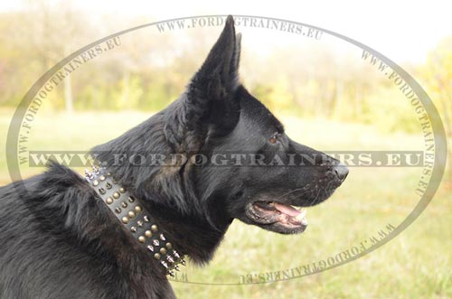 Spiked Leather Collar for German Shepherd