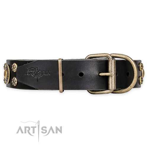 Designer Collars for Dogs Black with Brass Studs