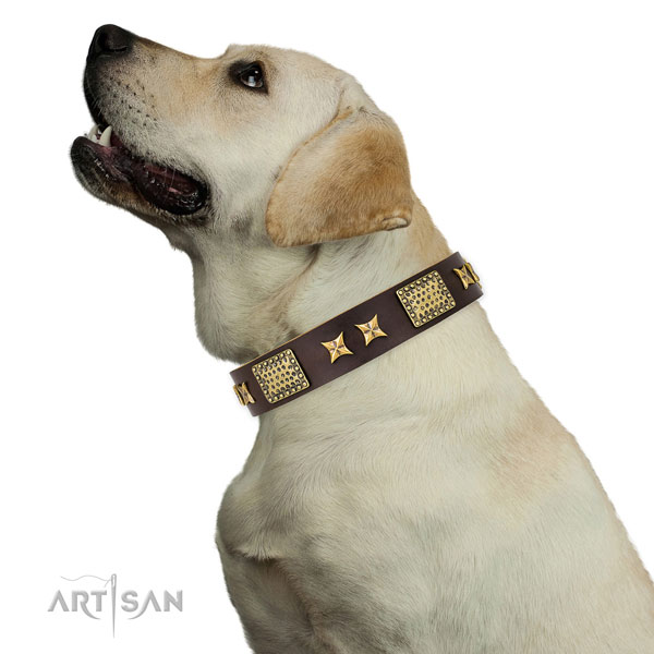 Leather Fancy Collar for Golden Retriever