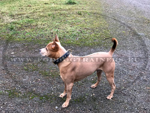 Thai Ridgeback Decorated Padded Collar