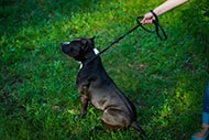 Leather Dog Collar and Lead Adjustable for Amstaff