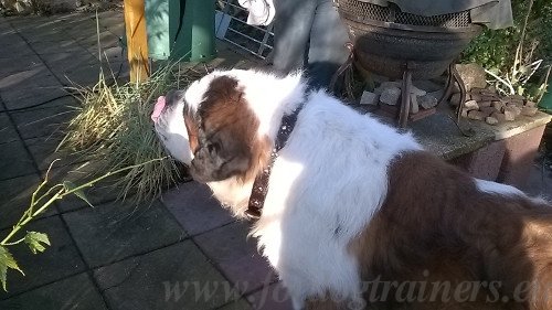 Leren halsband voor Grote Honden