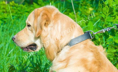 Medium and Large Dog Leather Collar