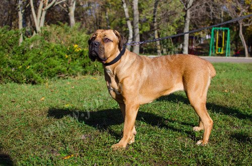 Comfortable Leather Collar for Large Breeds