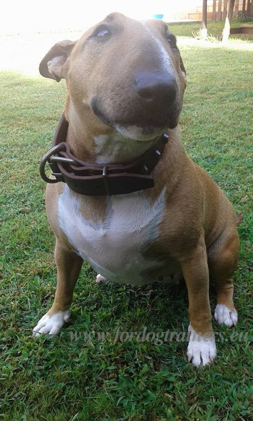 Designer Dog Collar with Special Cut Cones