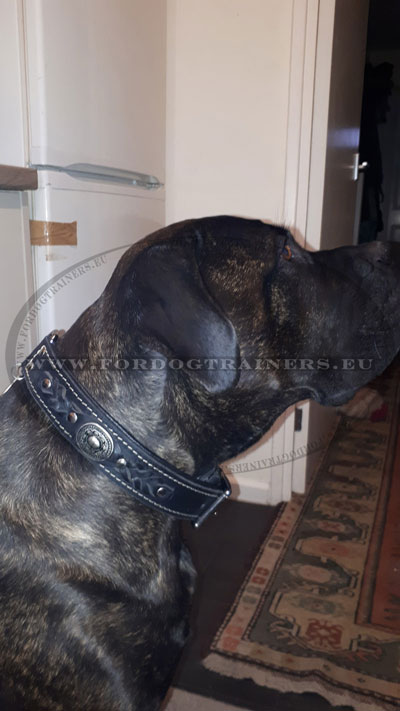 Dog Collar for English Mastiff Handmade