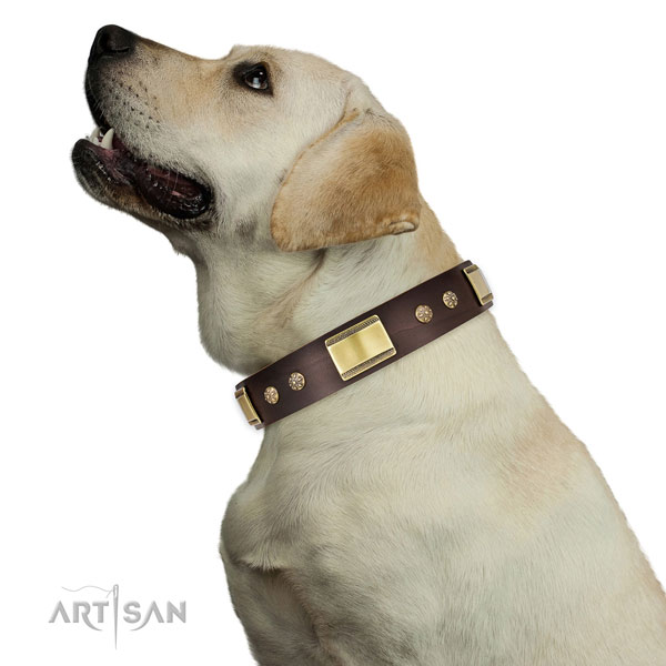 Labrador Brown Decorated Collar