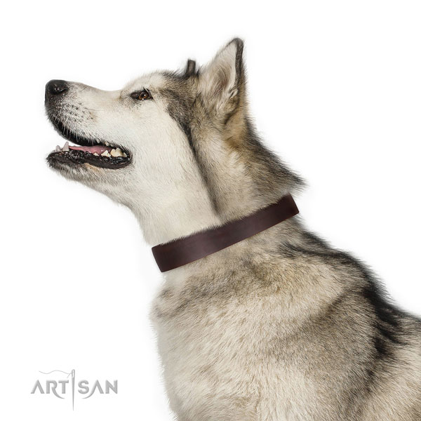 Leather Dog Collar Brown for Husky