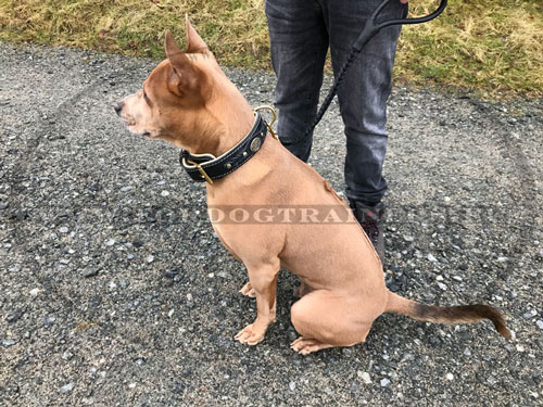 Handmade Leather Collar for Police and Guard Dog