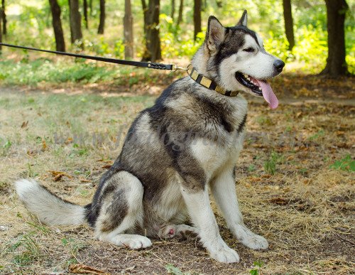 Strong Leather Collar for Alaskan Malamute