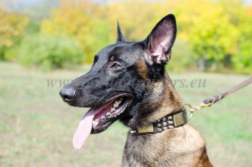 Knock Off Designer Dog Collars for Malinois