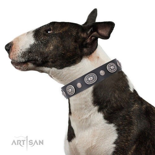 High Quality Dog Collars for Bull Terrier