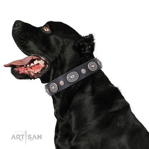 Fancy Leather Dog Collars for Cane Corso