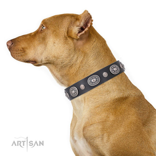 Cool Pet Collars for Molosser Dog