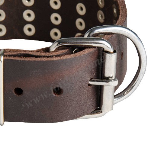 Studded Dog Collar Extra Wide