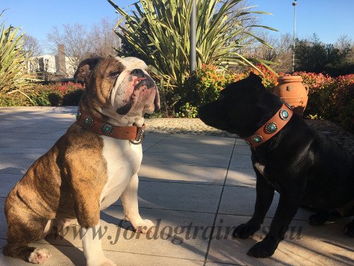 Fascinating Leather Collar for Dog