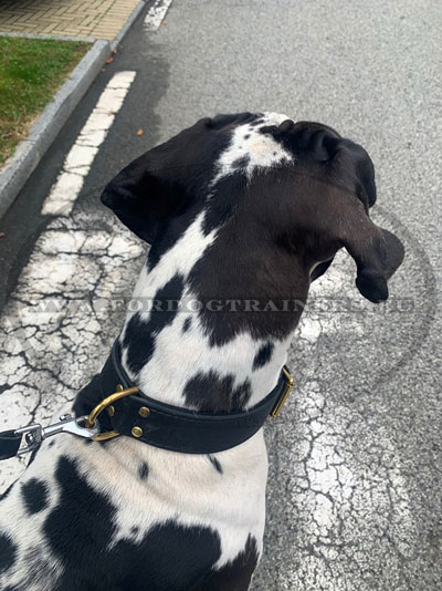 Leather Collar for Great Dane with Padding