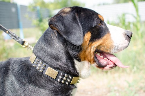 Designer Dog Pet Collars Large Breeds