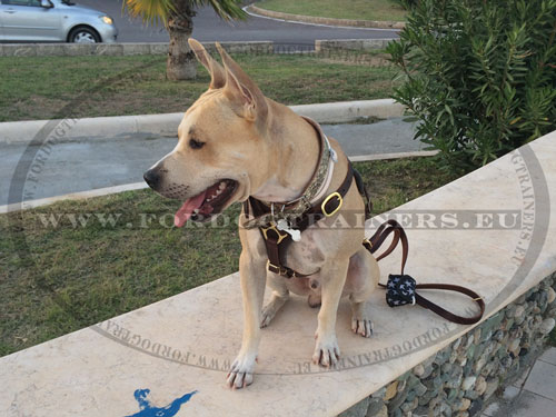 Leather Harness with Brass Hardware for Dog