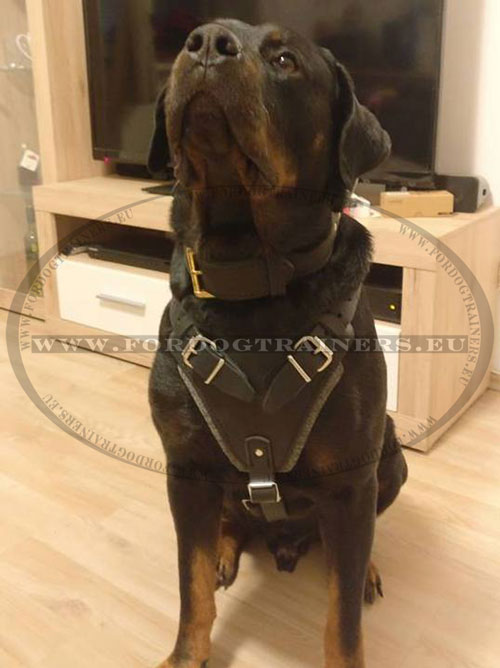 Leather Dog Harness for Rottweiler