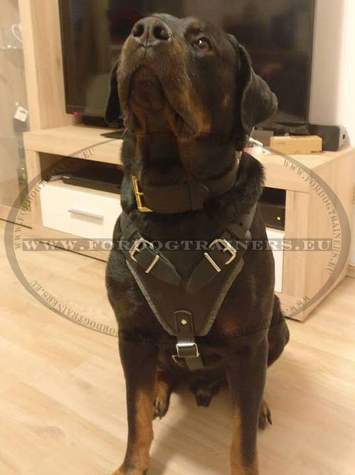 Hundegeschirr aus Leder fr Rottweiler