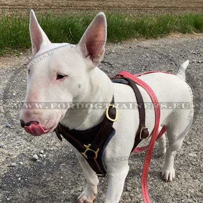 Bull Terrier Leather Harness well-adjusted