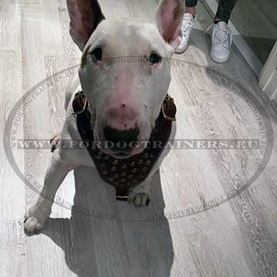 Extra Comfortable Studded Leather Harness for Bull
Terrier