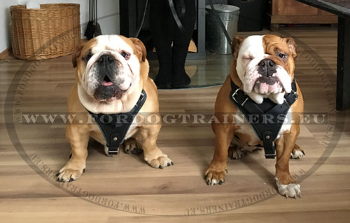 Best Walking Harness for English Bulldog Handmade