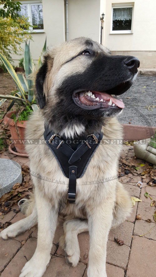 Extra Large Dog Harness