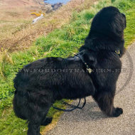 Leather Dog Harness with Soft Padding for Newfoundland