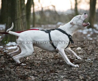 Heavy Duty Harness for Large Dogs