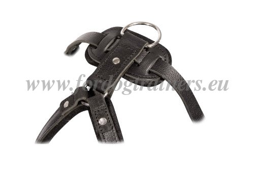 Padded Leather Harness for Dogs