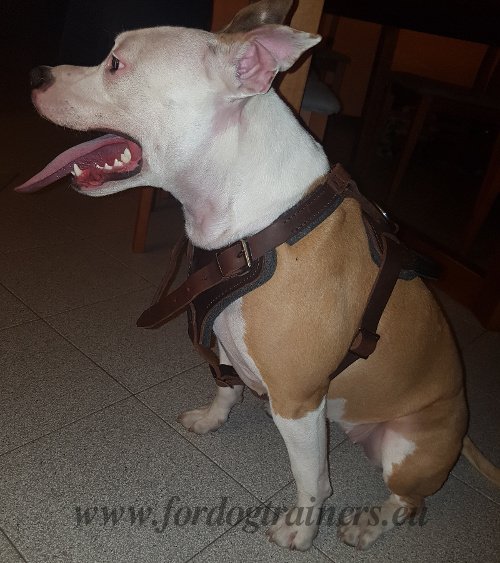 Amstaff Agitation Harness with Padding