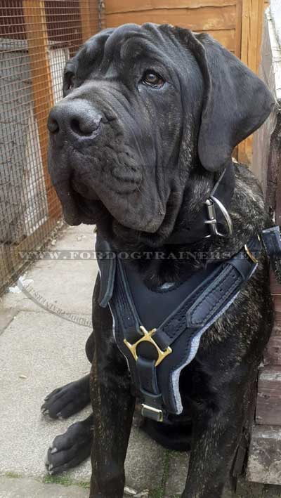 k9 Protection Collar and Harness Cane Corso